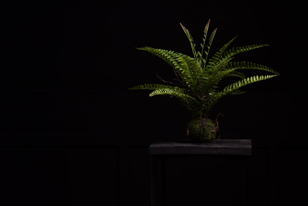 Zijden planten