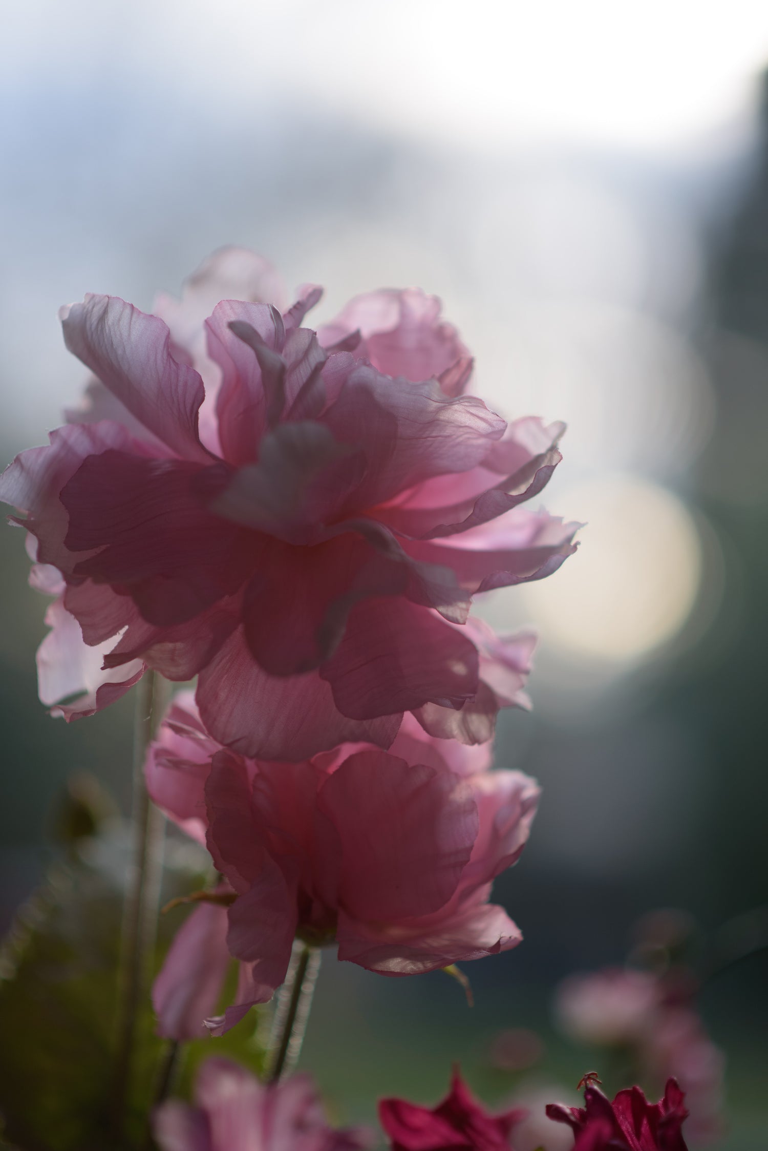 Plant